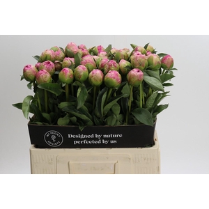 Paeonia Jacorma
