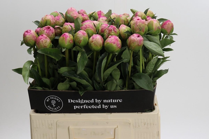 <h4>Paeonia Jacorma</h4>