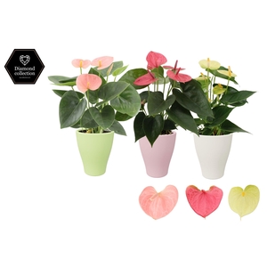 Anthurium 9 cm 3 color mix in Carly ceramics