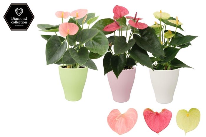<h4>Anthurium 9 cm 3 color mix in Carly ceramics</h4>