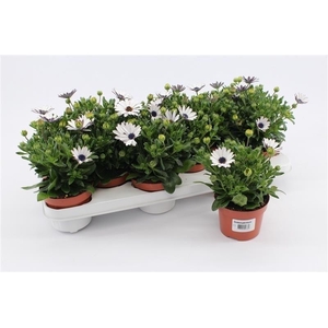 Osteospermum White