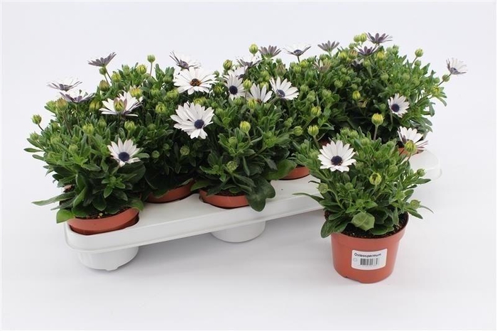 <h4>Osteospermum White</h4>