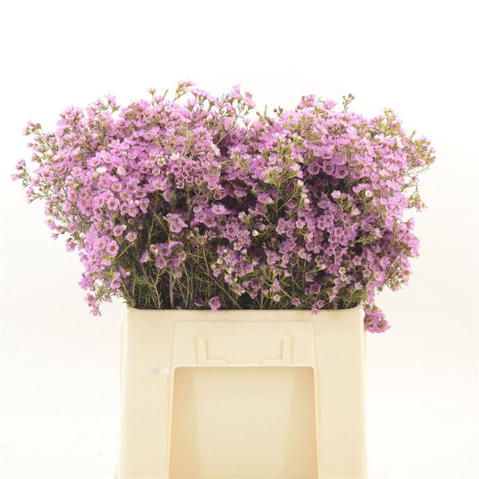 <h4>Chamelaucium Adi</h4>