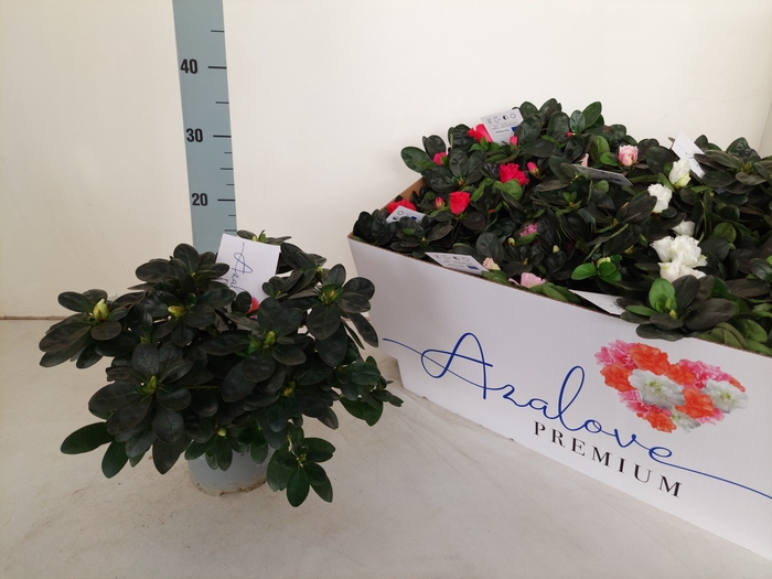 <h4>RHODO SI GEM 4 SRT</h4>