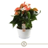 Anthurium Andreanum Schaal Napoli, Orange Champion