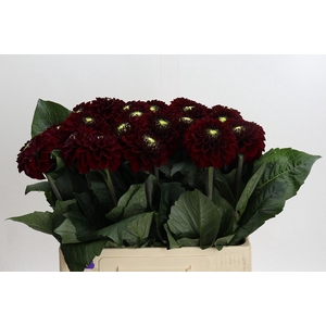 Dahlia Black Fox