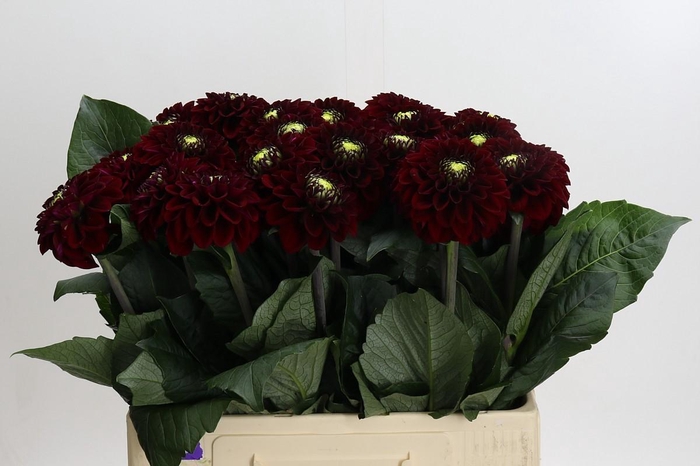 <h4>Dahlia Black Fox</h4>