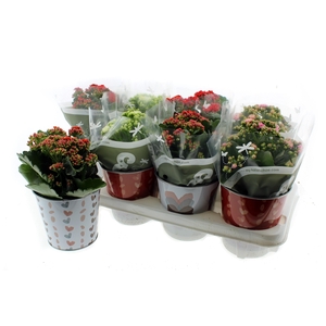 ARR KALANCHOE