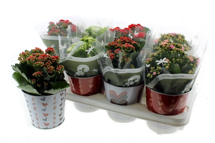 <h4>ARR KALANCHOE</h4>
