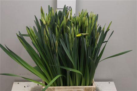 <h4>Narc G Pinza</h4>