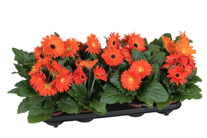 <h4>Gerbera belicht 2+bl 12cm excellent oranje (diverse kleurtinten)</h4>