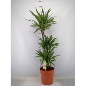 Dracaena fr de 'Warneckei'
