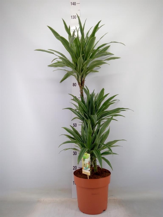 <h4>Dracaena fr de 'Warneckei'</h4>