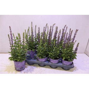 arr8 Salvia Ne Ostfriesl