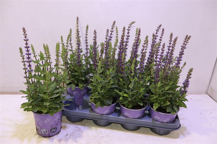 <h4>arr8 Salvia Ne Ostfriesl</h4>