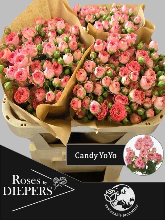 <h4>R TR CANDY YO-YO</h4>