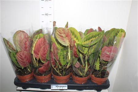 <h4>Maranta Fascinator</h4>