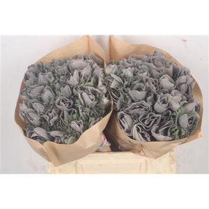 Anemone Powder Grey