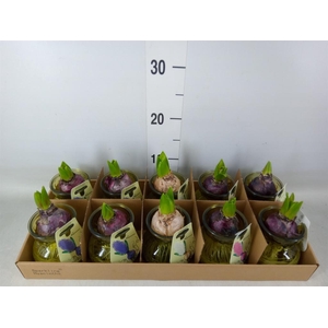 Planten  ..in schaal L%