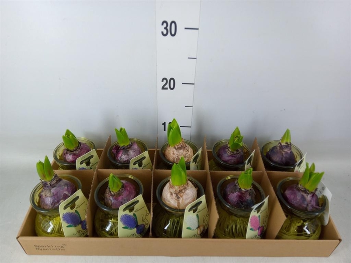 <h4>Planten  ..in schaal L%</h4>