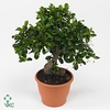 Bonsai 'Carmona macr.' in ø15cm Ceramic S-Shape with Saucer