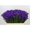 Limonium Sinuatum Navy Sun Birds