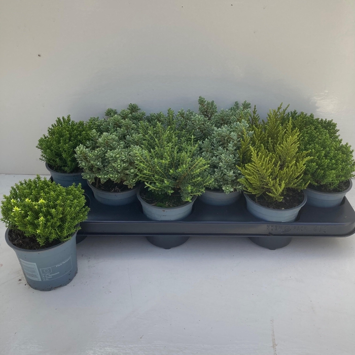 <h4>HEBE GREEN MIX</h4>