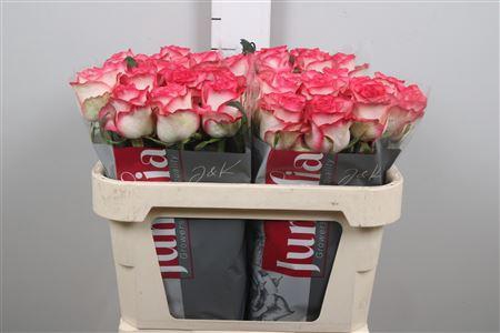 <h4>R Gr Jumilia</h4>