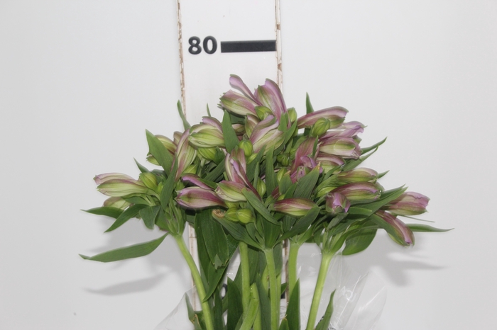 <h4>ALSTROEMERIA PLATINA 080 CM</h4>