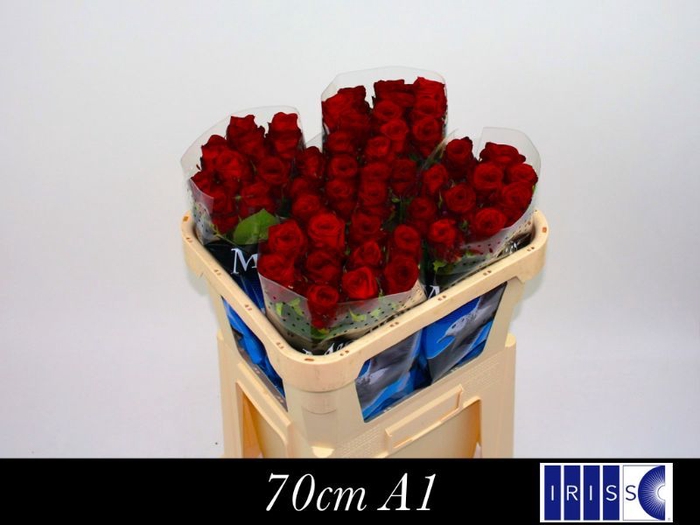 <h4>R GR RED NAOMI!</h4>