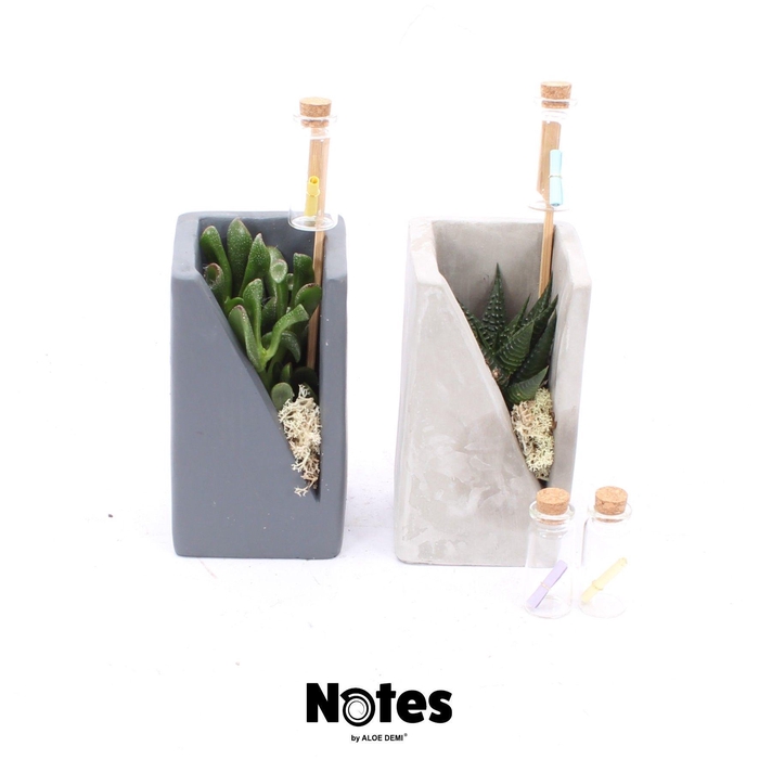 <h4>TRULY Succulent, Meles concrete moss - NOTES</h4>
