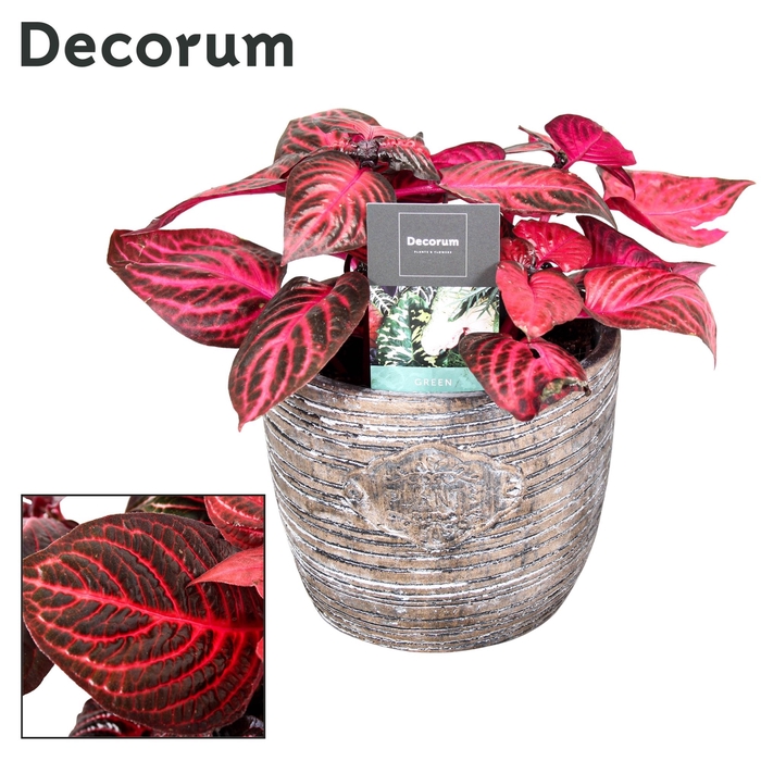 <h4>Iresine Herbstii Rich Redstar Decorum grijse robuuste pot</h4>