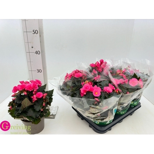 BEGONIA ADONIA PINK