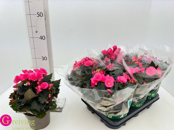 <h4>BEGONIA ADONIA PINK</h4>