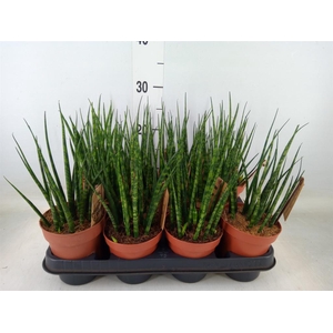 Sansevieria  'Fernwood'