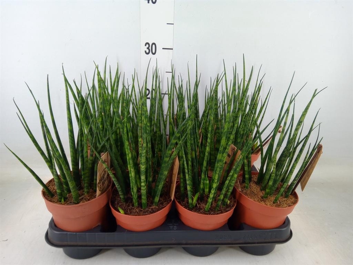 <h4>Sansevieria  'Fernwood'</h4>