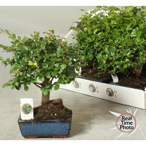 BONSAI GEM