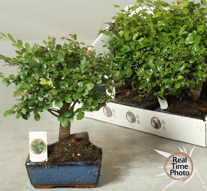 <h4>BONSAI GEM</h4>