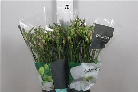 <h4>Fr Du Rosario</h4>