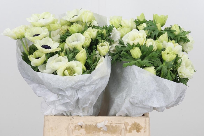 <h4>Anem Co Mis ?+ White</h4>