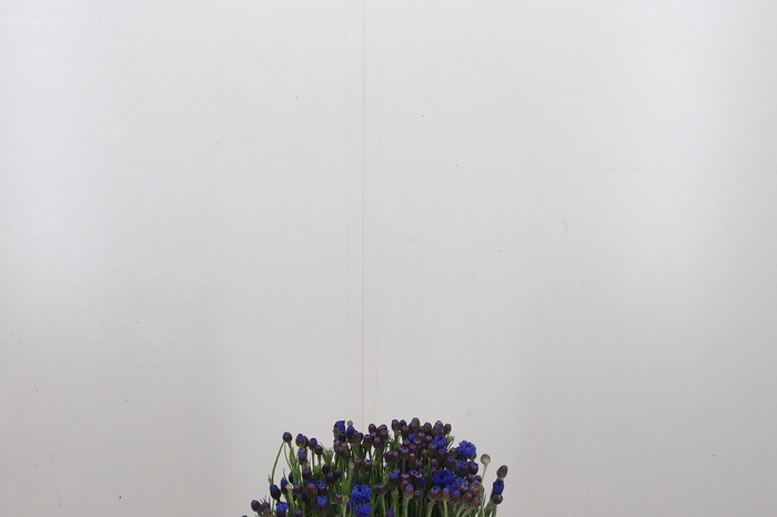 <h4>Centaurea Blauw</h4>