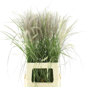Pennisetum Karley Roze