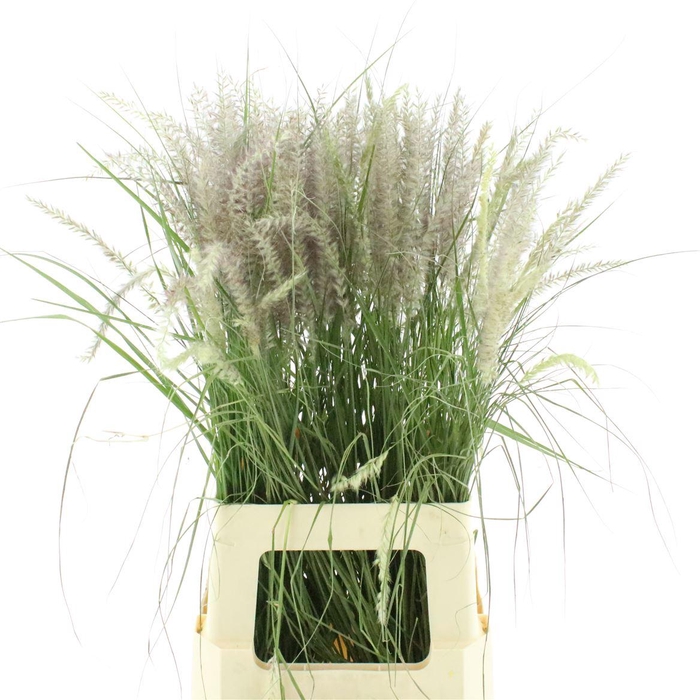 <h4>Pennisetum Karley Roze</h4>