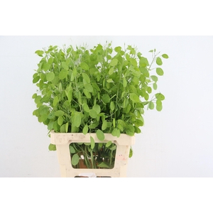 LUNARIA ANN GROENE P