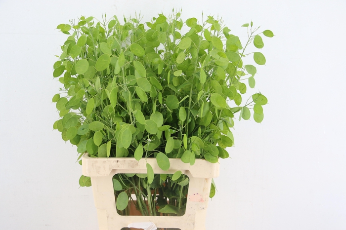 <h4>LUNARIA ANN GROENE P</h4>