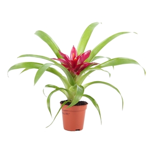 Guzmania Intro