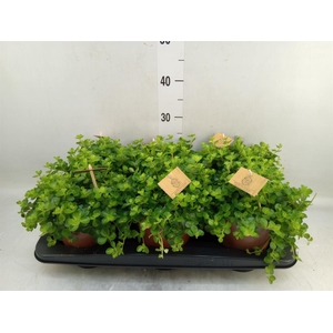 Peperomia rotundifolia