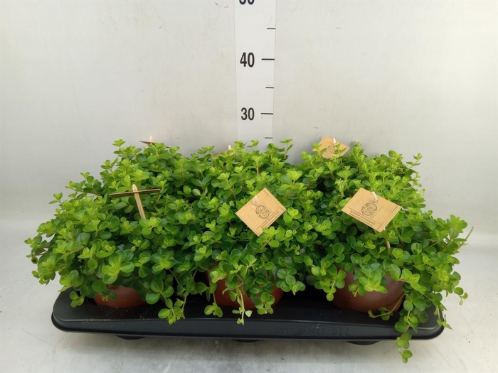 <h4>Peperomia rotundifolia</h4>