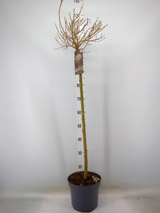 <h4>Salix helvetica</h4>