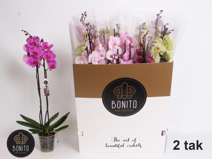 <h4>PHAL GEM 10 KL</h4>